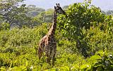 TANZANIA - Arusha National Park - 06